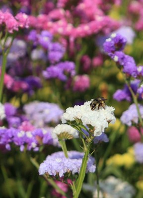Statice (Limonium sinuatum) with a yellow-fronted bumblebee (Bombus flavifrons.