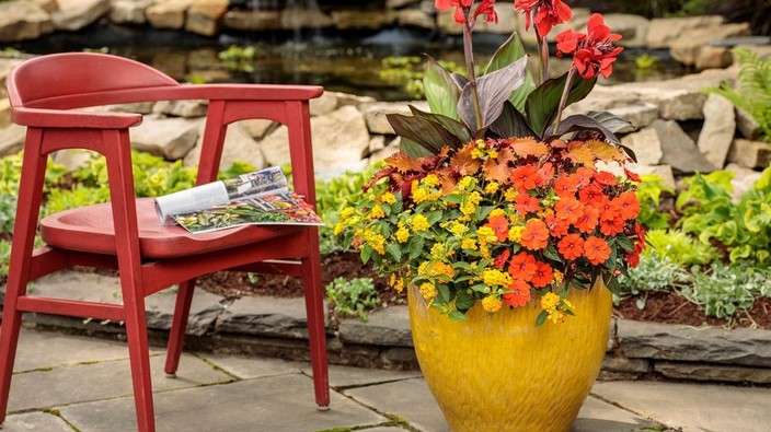 The trendiest container plants for summer patio time