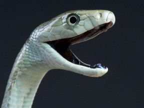 Not sure if you care whether the Black Mamba is venomous or poisonous, but there is a difference.