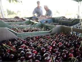 Cherry farmers and other fruit growers have endured much recently, as swinging weather patterns in the province led to fires, floods and last year’s so-called heat dome.