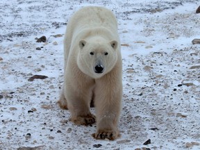 File photo of a young male polar bear  in the Churchill Wildlife Management Area in 2020.  A bear has been spotted in a wooded area near the town of Madeleine-Centre, Quebec.