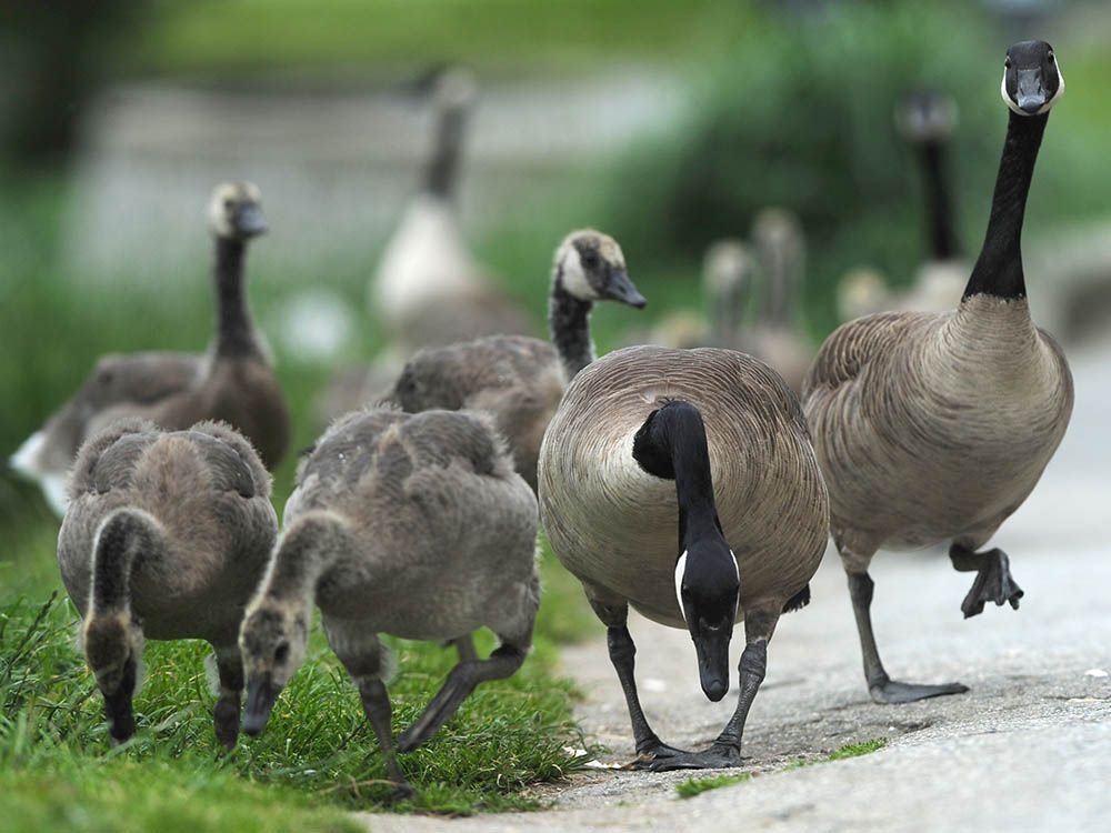 Canada goose 2024 90 years old