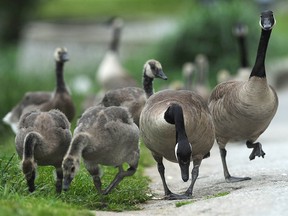 A gaggle of geese at English Bay in a file photo. The Vancouver park board is looking at ways to keep their population in check this summer.