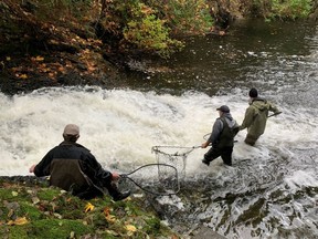 Members of the Mill Bay Conservation Society have helped thousands of salmon pass human barriers to their spawning grounds in Shawnigan Creek. The group will celebrate Earth Day on Friday by carrying a record-breaking 7,300 returning Coho salmon in a single season ? 30 times more than 15 years ago when the society started counting the fish they carry.