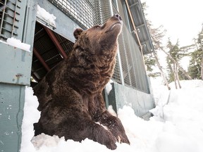 One of Grouse Mountain’s two resident grizzly bears emerges from hibernation on April 21 two years ago. This spring they didn’t come out until April 28 after 171 days asleep, their longest sleep on record.