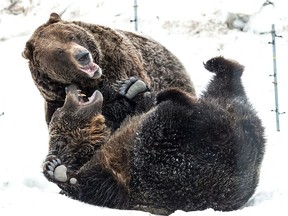 Grouse Mountain’s two resident grizzly bears, Grinder and Coola, get playfully reacquainted upon coming out of hibernation in April 2020.