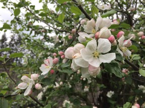 Fruit trees look absolutely charming in any garden when loaded with blossoms.