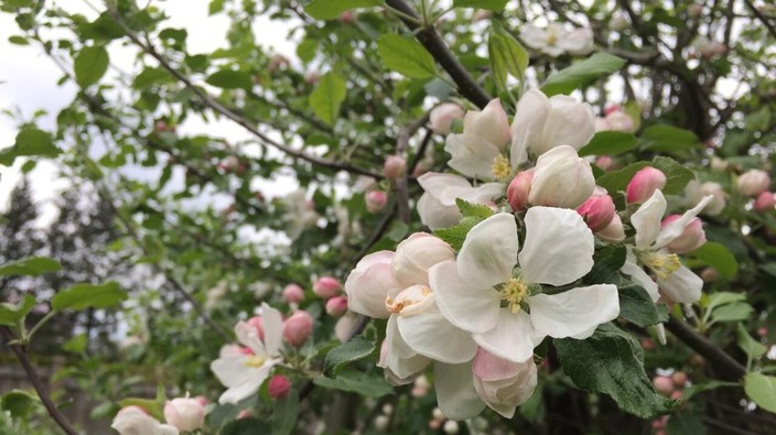 I’d never have a garden without at least a few fruit trees