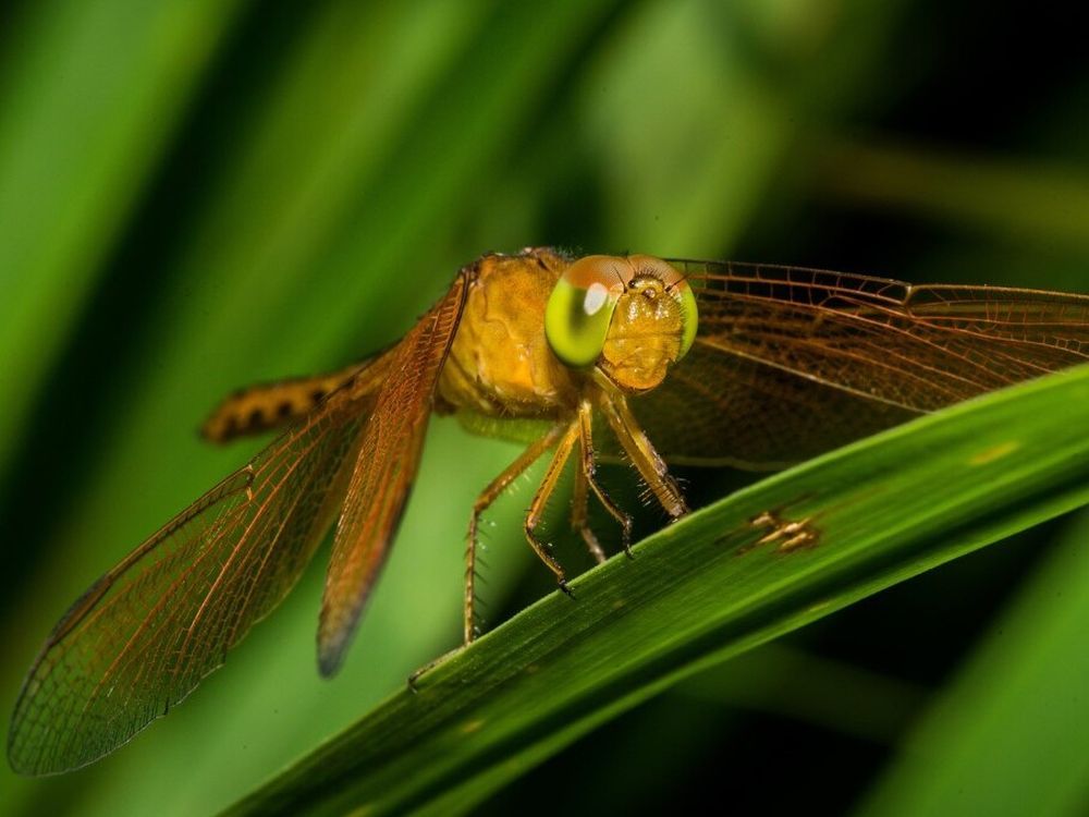 Dragonfly close-up. Ducks Unlimited Canada is launching a campaign to raise awareness about how important it is to protect wetlands to save dragonflies from going extinct. Photo credit: Andre Mouton