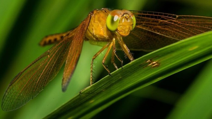 Wetland habitat loss, climate change put shimmery dragonflies at risk of extinction