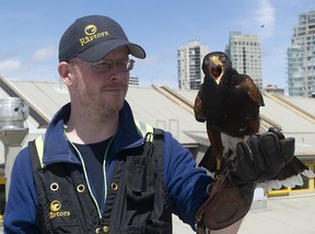 Will De Haven, a wildlife conservation officer at Pacific Northwest Raptors, with Poki, a Harris's Hawk, on Granville Island.
