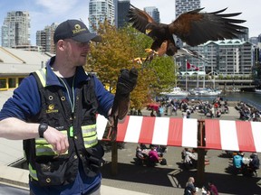 Will De Haven, a wildlife management officer with Pacific Northwest Raptors, with Poki, a Harris’s Hawk, at Granville Island in Vancouver on May 16, 2022.