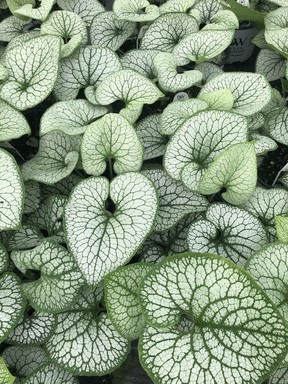 For a spectacular splash of colour, the brunnera family, with its striking silver leaf patterns and early, forget-me-not, blue flowers, are also ‘must haves.’