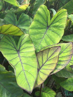 Add a touch of the tropics to your garden with colocasias and alocasias.