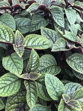 Versatile, colourful plectranthus is a welcome addition to pots and containers.