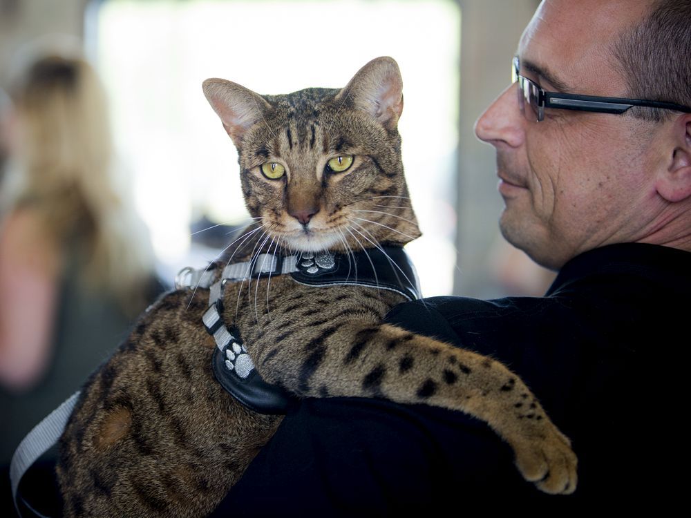 Mike Gardner holds Timone, a 2.5-year-old Savannah cat in this 2015 file photo.