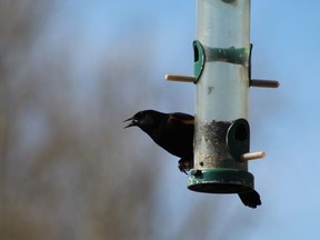 File photo: BC SPCA is urging people to temporarily turn off their bird feeders and empty bird baths to try to reduce the transmission of avian flu.