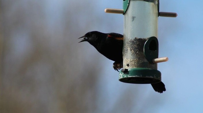 As bird flu spreads, B.C. SPCA urges people to take down bird feeders