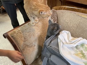 Die Katze Smokey überlebte das Feuer im Winters Hotel am 11. April und wurde mit ihrem Besitzer wieder vereint.  Bildrechte: Jill Morisset