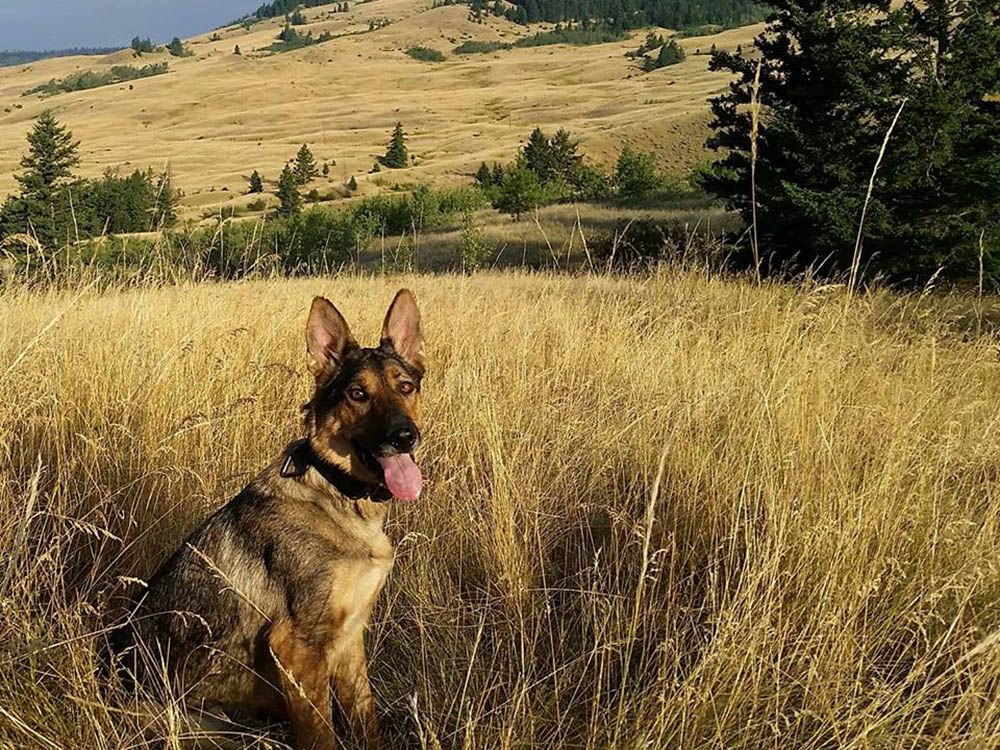 Kamloops Search and Rescue team lose trained dog in hitandrun