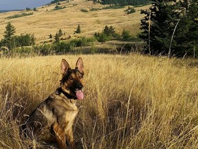 Gertie, an eight-year-old search dog, was killed in a hit-and-run accident this week. (Kamloops Search and Rescue)