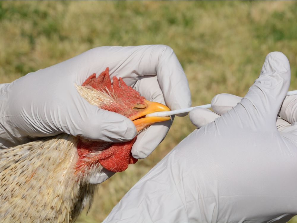 La influenza aviar fue detectada en Langley