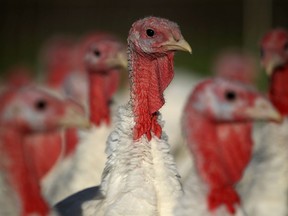 The Fraser Valley, where the commercial turkey farm is affected, is the location of about 80 per cent of the province's poultry farms.