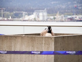 A Canada goose nests near the Digital Orca sculpture outside the Vancouver Convention Center on Mother's Day weekend.  (Vancouver Convention Center Staff)