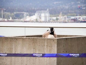 A Canada goose nests near the Digital Orca sculpture outside the Vancouver Convention Center on Mother's Day weekend. (Vancouver Convention Center Staff)