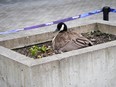 A Canada goose nests near the Digital Orca sculpture outside the Vancouver Convention Centre on Mother's Day weekend. Photo: Vancouver Convention Centre staff