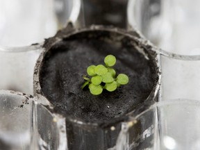 The plant species Arabidopsis thaliana is seen sprouting at a University of Florida laboratory in a small amount of lunar regolith – soil from the moon – May 5, 2021.