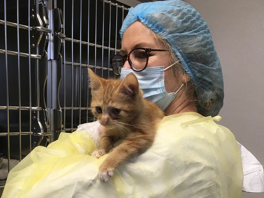 B.C. SPCA shelters in Surrey and Chilliwack are caring for 59 cats and kittens and a single injured ewe that were surrendered from a hoarding situation.