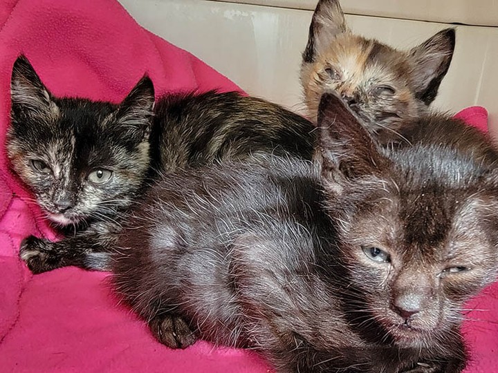  B.C. SPCA shelters in Surrey and Chilliwack are caring for 59 cats and kittens and a single injured ewe that were surrendered from a hoarding situation.