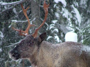 Caribou are among the species flirting with extinction. In fact, 782 plants and animals in B.C. are at risk of being lost forever, writes Tori Ball.