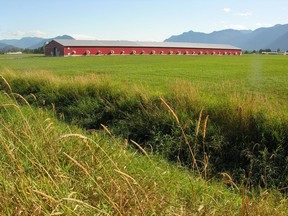 DATEIFOTO: Eine Hühnerfarm der Familie British Columbia.