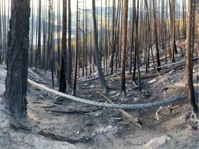 The Wiseman Creek watershed, burned heavily in a wildfire in August 2021, is considered a flood and debris flow threat for the next two years to parts of the community of Sicamous in the B.C. Interior.