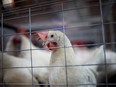 Avian influenza, likely introduced by migrating wild birds, has infected 23 Alberta farms since it was first detected a month ago.