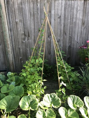 Using teepee tripods for growing vines adds height and interest to a food garden.
