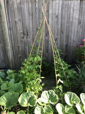 Using teepee tripods for growing vines adds height and interest to a food garden.