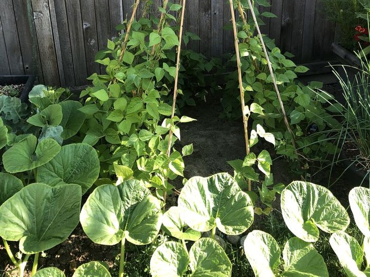  Using teepee tripods for growing vines adds height and interest to a food garden.