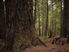 A dog walker next to a Grand Fir tree, (left), at Francis/King Regional Park in Saanich, B.C.