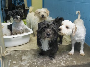 Dogs at a B.C. SPCA shelter in 2021. The group is about the only one in B.C. not experiencing a sharp uptick in the number of dogs being surrendered.