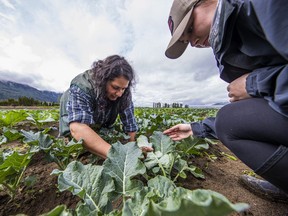 Renee Prasad associate professor of agriculture at University of Fraser Valley and Rachel Barth checking for soil contamination.