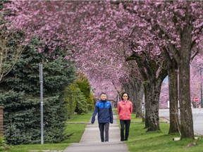 Walkers make their way under a canopy of cherry and plum blossoms as they begin their annual bloom in Vancouver, BC, March, 25, 2022.
