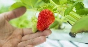 It's a little soggy and cold for strawberry season.