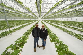 Amir Maan and his father Kris at Maan Farm in Abbotsford.