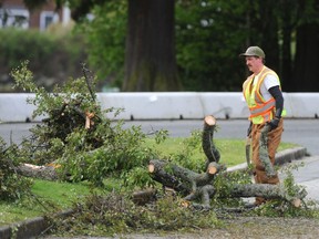 A Stanley Park worker clears a downed tree after a wing storm hit Vancouver on May 18, 2022.