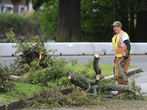 A worker in Stanley Park clears a downed tree after a wing storm hit Vancouver on May 18, 2022.