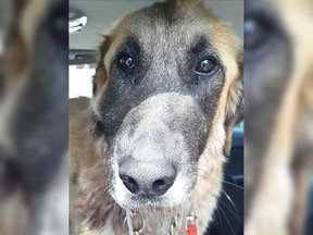 Rose, a German shepherd cross, and her brother were abandoned by their owner and later scared off during a storm. When the dogs returned, Rose had suffered several gunshot wounds that required surgery.