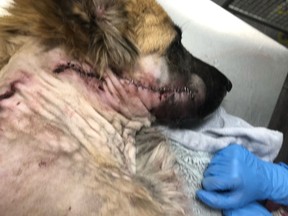 Rose, a German shepherd dog, is currently under the care of the Kelowna SPCA after she was abandoned by her owner and scared off in a storm, during which she suffered what appears to be buckshot wounds to her face and neck in May 2022.